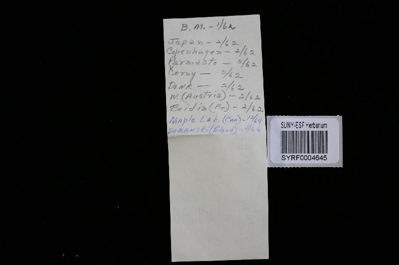 Oligoporus image