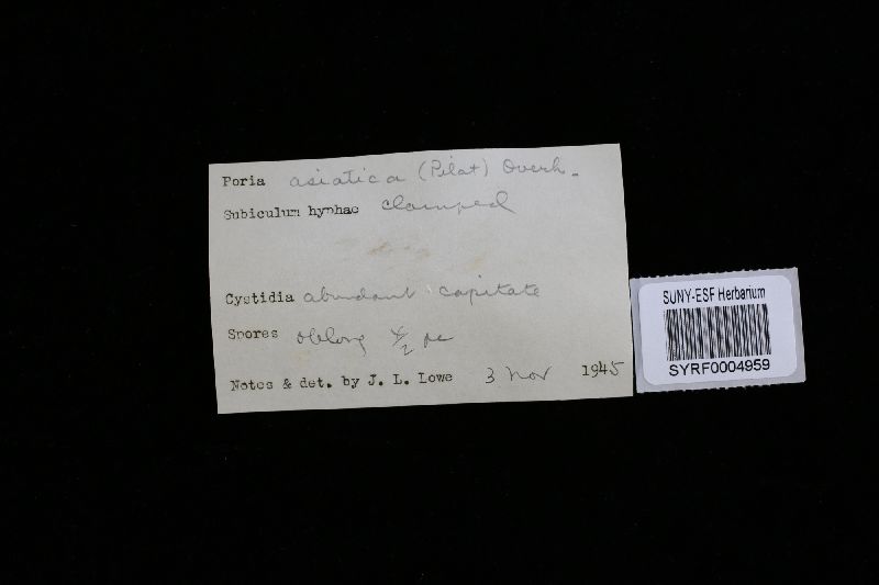 Postia sericeomollis image