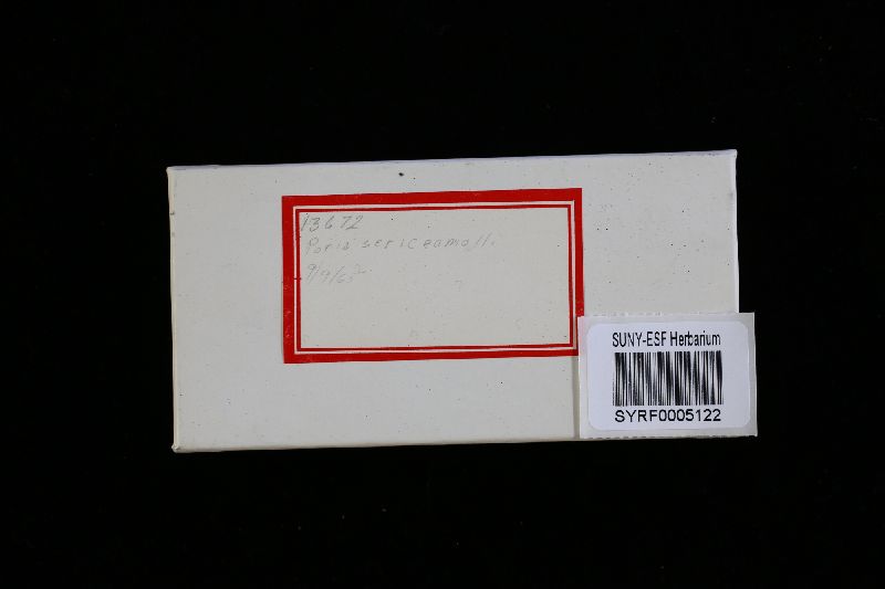 Postia sericeomollis image