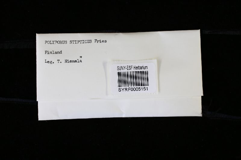 Postia stiptica image
