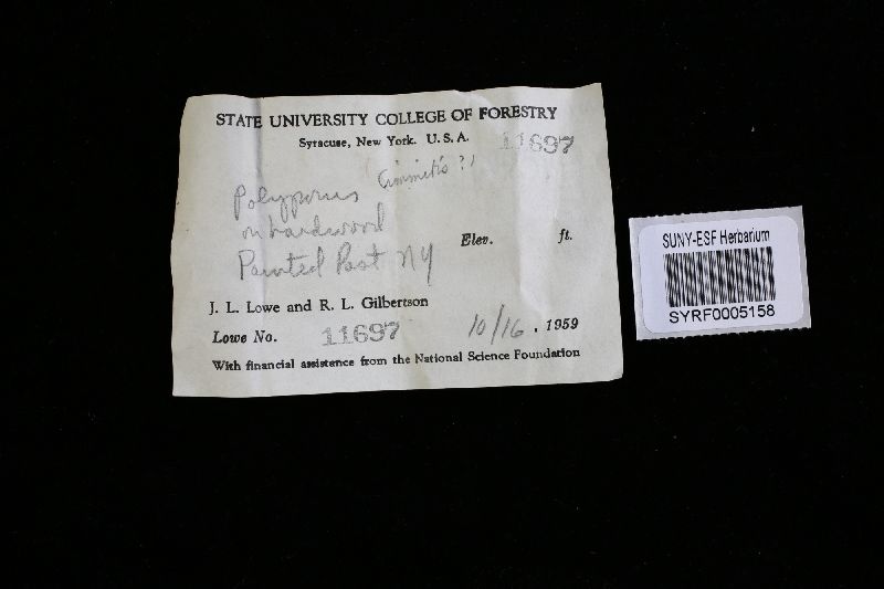 Postia stiptica image