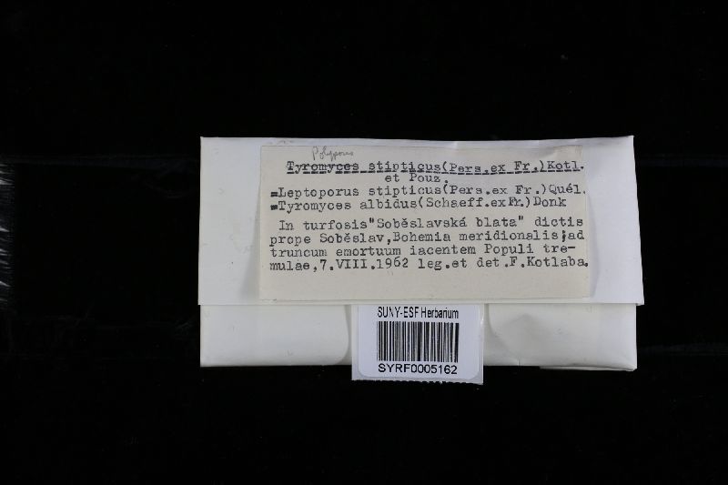 Postia stiptica image