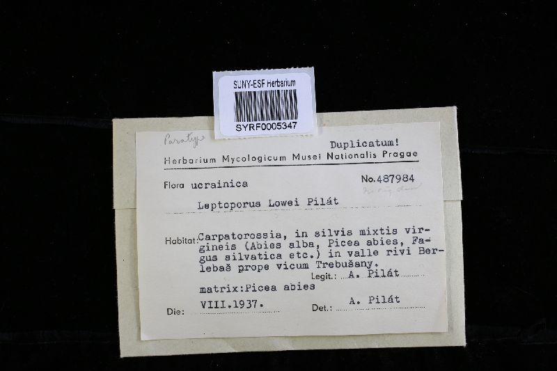 Oligoporus lowei image