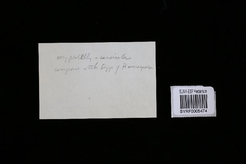 Oligoporus image