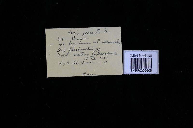 Oligoporus image