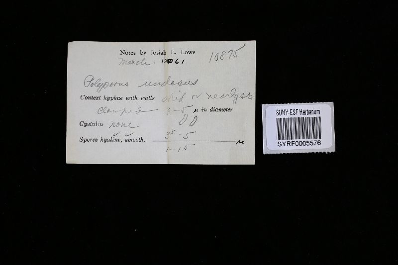 Oligoporus image