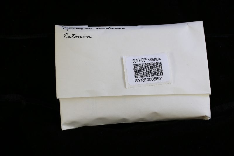 Oligoporus image