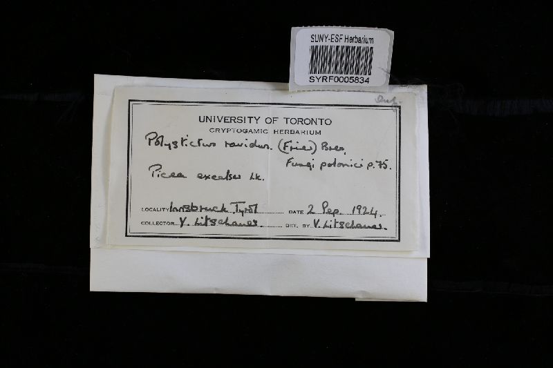 Oxyporus ravidus image