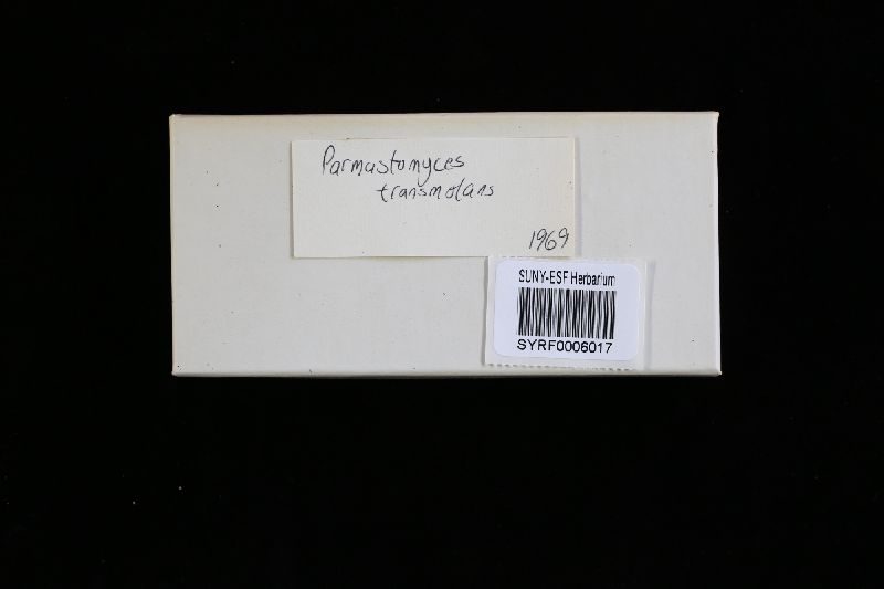 Parmastomyces transmutans image
