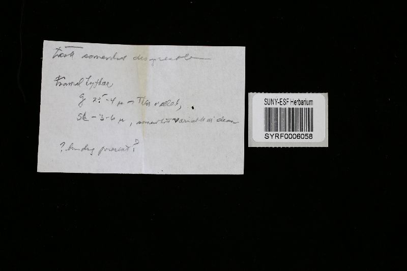 Perenniporia compacta image
