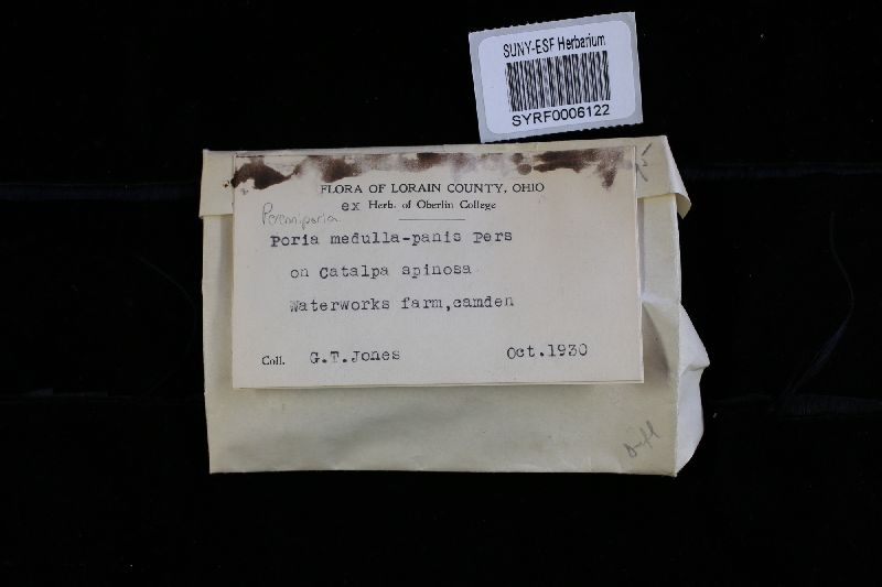 Perenniporia medulla-panis image