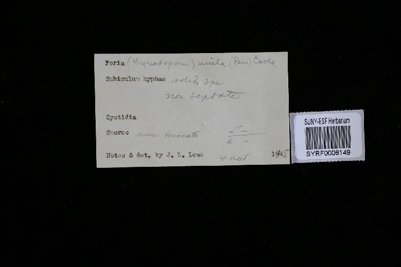 Perenniporia medulla-panis image