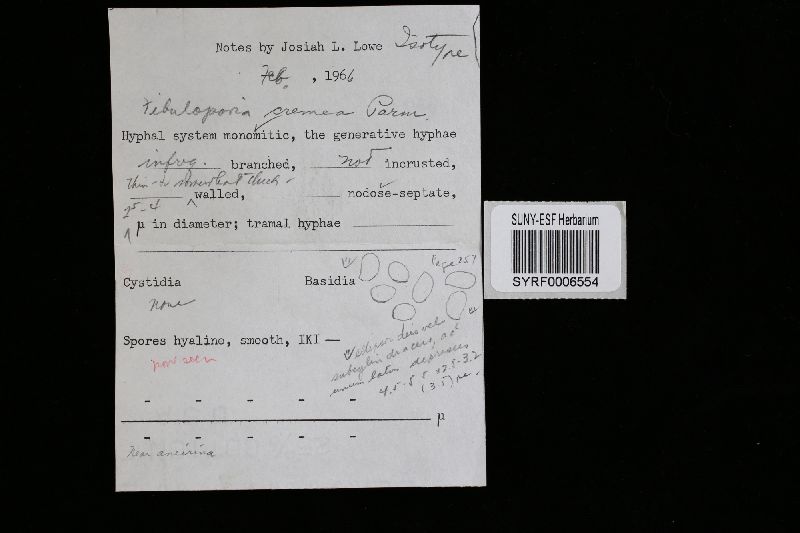 Ceriporiopsis cremea image