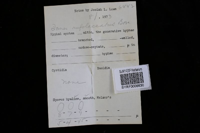 Fomes rufolaccatus image