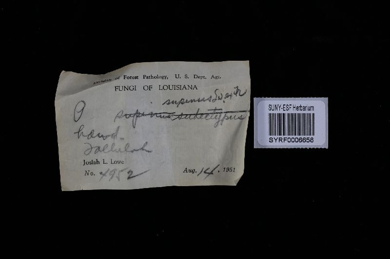 Fomitella supina image