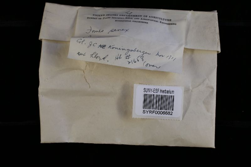 Fuscoporia senex image