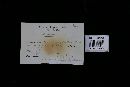 Fuscoporia senex image