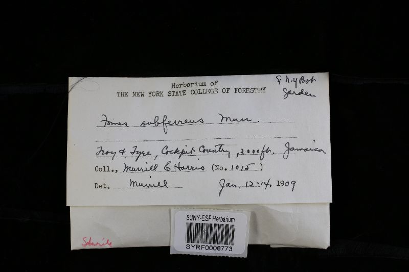 Daedalea dochmia image