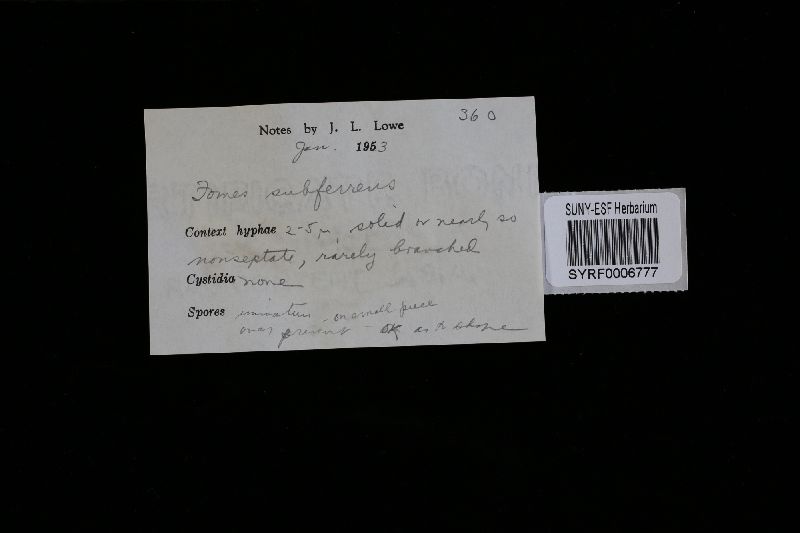 Daedalea dochmia image