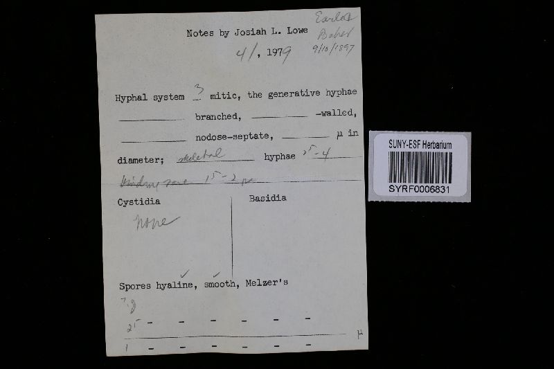 Fomitopsis meliae image