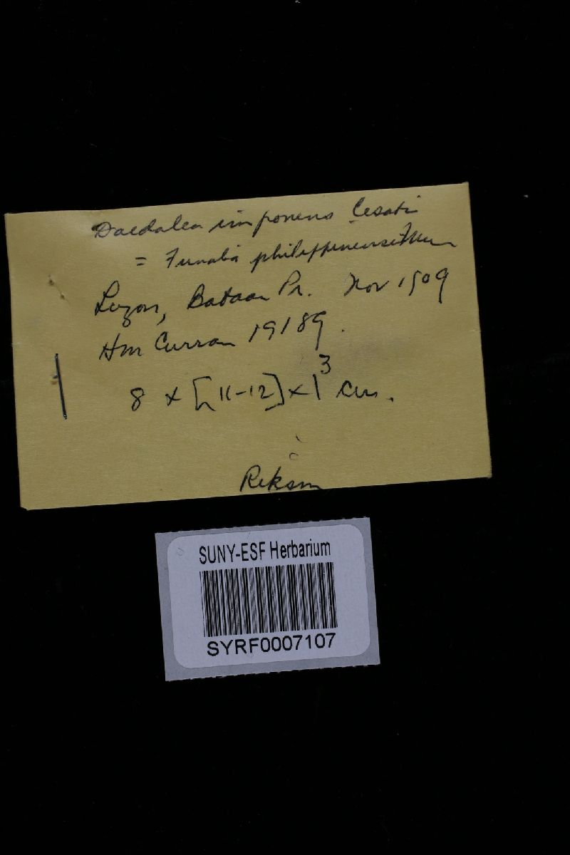 Daedalea imponens image