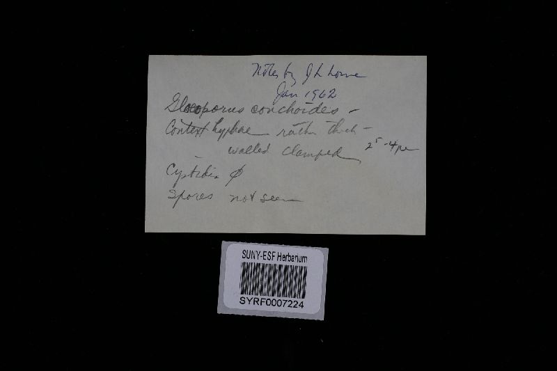 Gloeoporus thelephoroides image