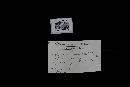 Gloeoporus dichrous image