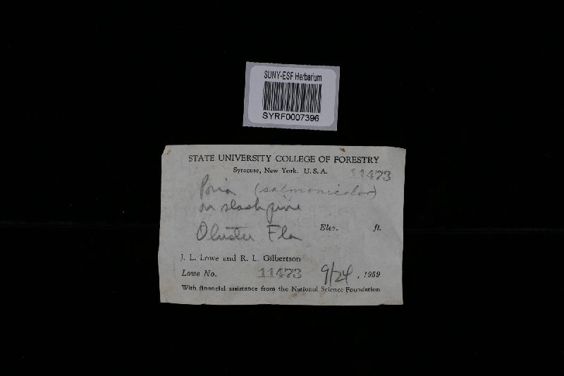 Erastia salmonicolor image