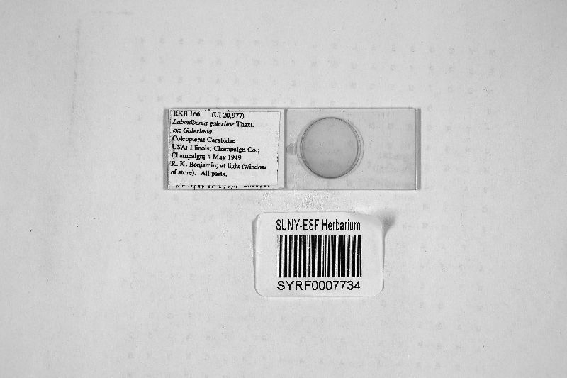 Laboulbenia galeritae image