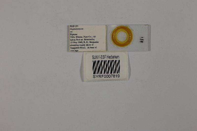 Stigmatomyces image