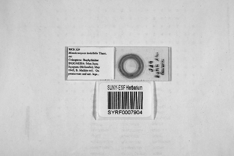 Monoicomyces invisibilis image