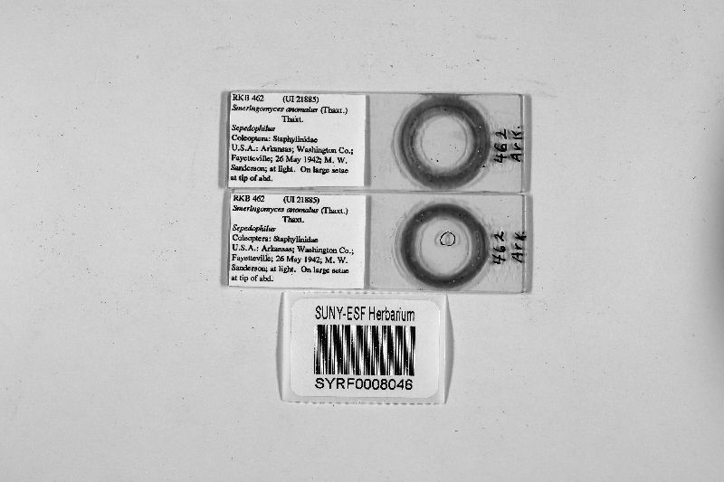 Smeringomyces anomalus image