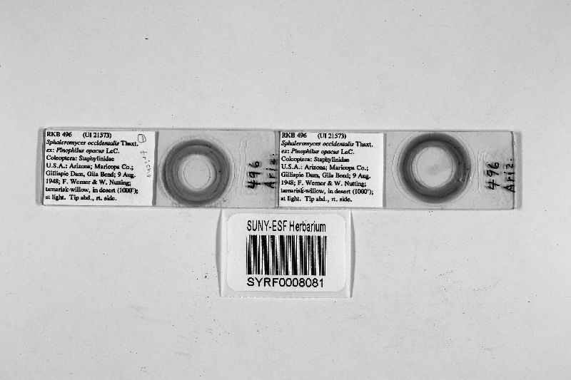 Sphaleromyces occidentalis image