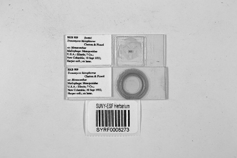 Trenomyces histophtorus image