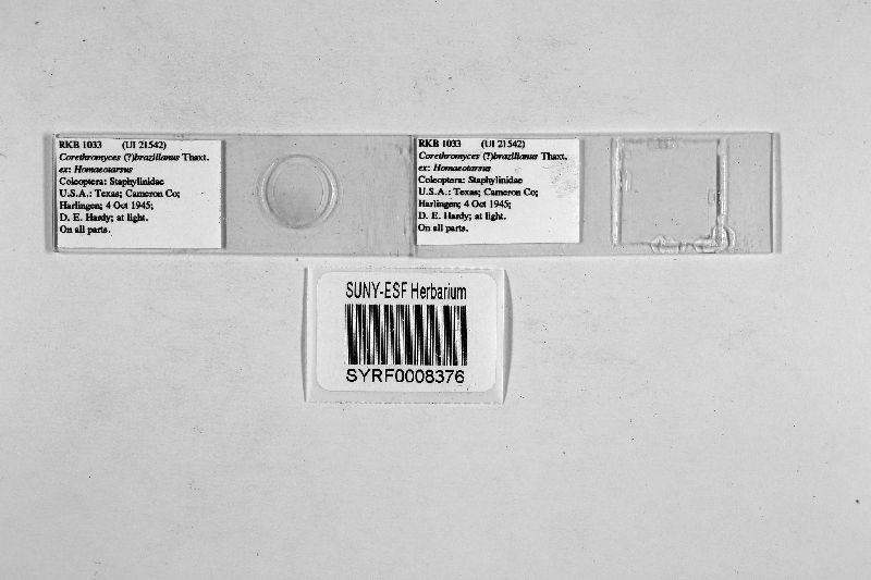 Corethromyces brasilianus image