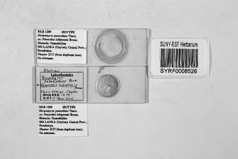 Herpomyces panesthiae image