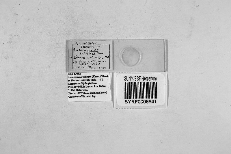 Autoicomyces falcifer image