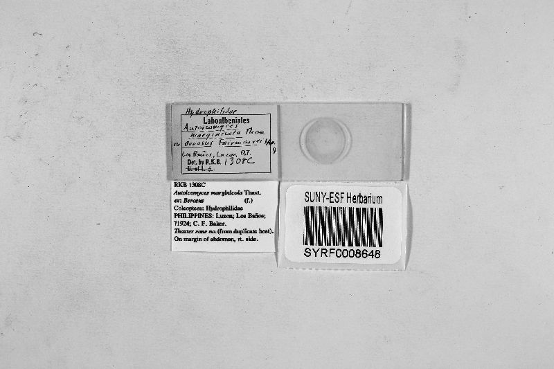 Autoicomyces marginicola image