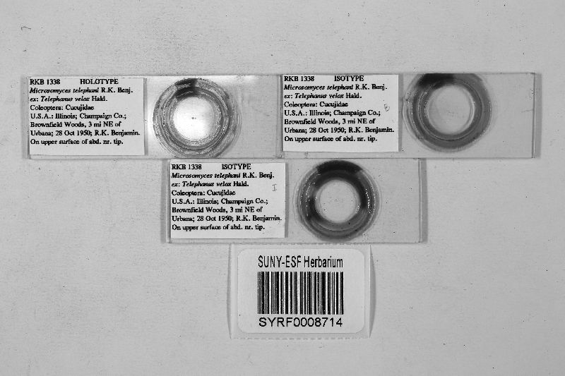 Microsomyces telephani image