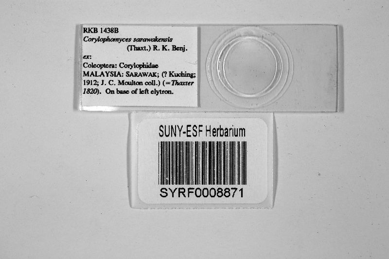 Corylophomyces sarawakensis image