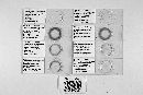 Thaumasiomyces scabellularius image