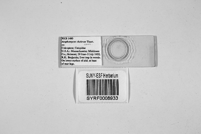 Asaphomyces cholevae image