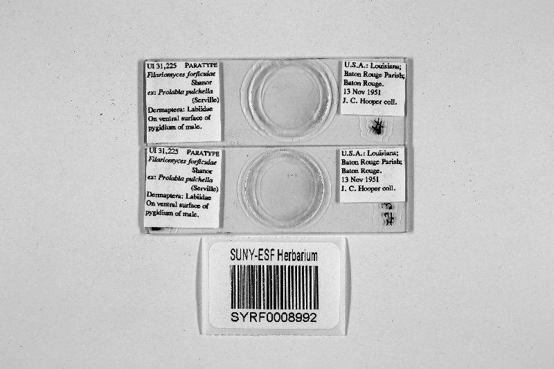 Filariomyces image