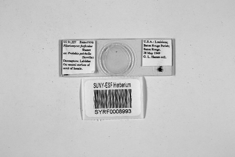 Filariomyces forficulae image
