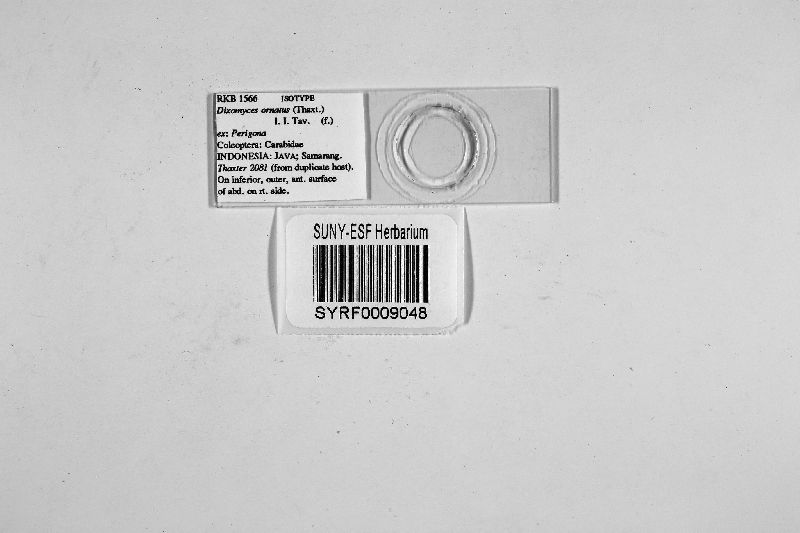 Dixomyces image