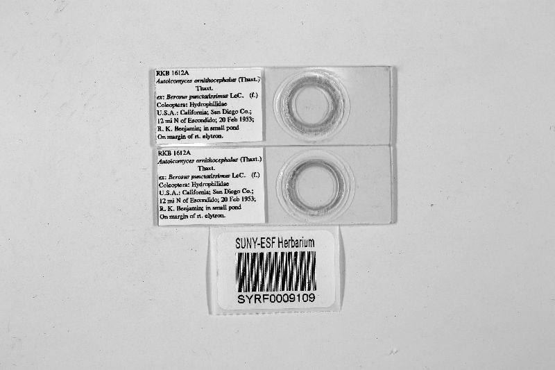 Autoicomyces ornithocephalus image