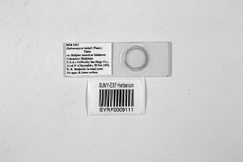 Hydraeomyces halipli image