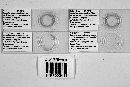 Synandromyces geniculatus image