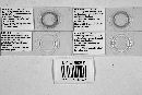 Synandromyces telephani image