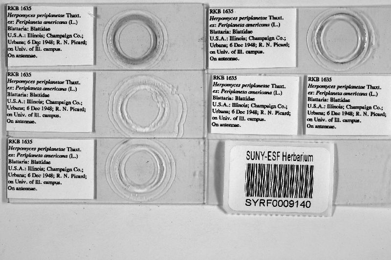 Herpomyces periplanetae image